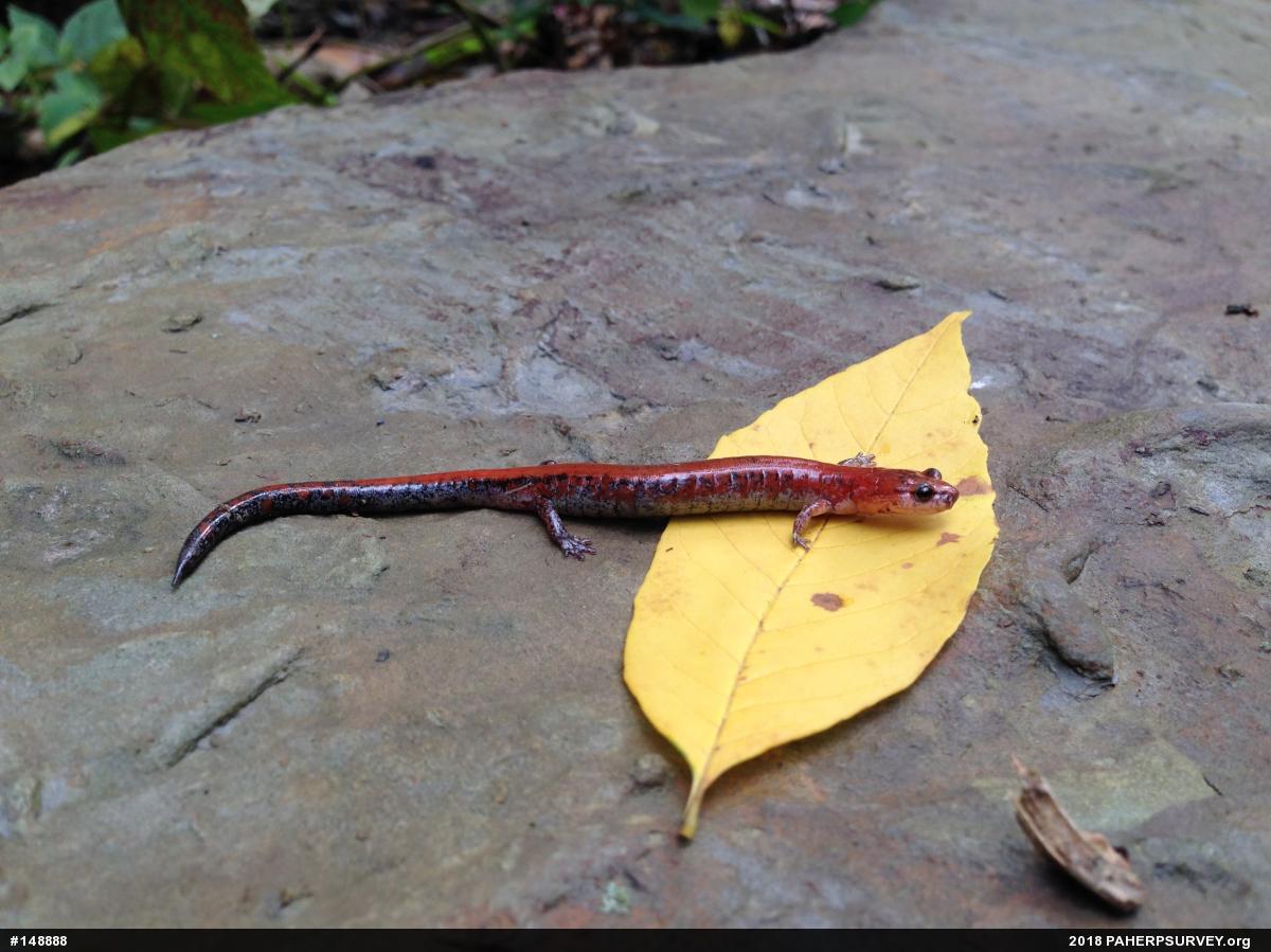 Eastern Red-backed  Salamander