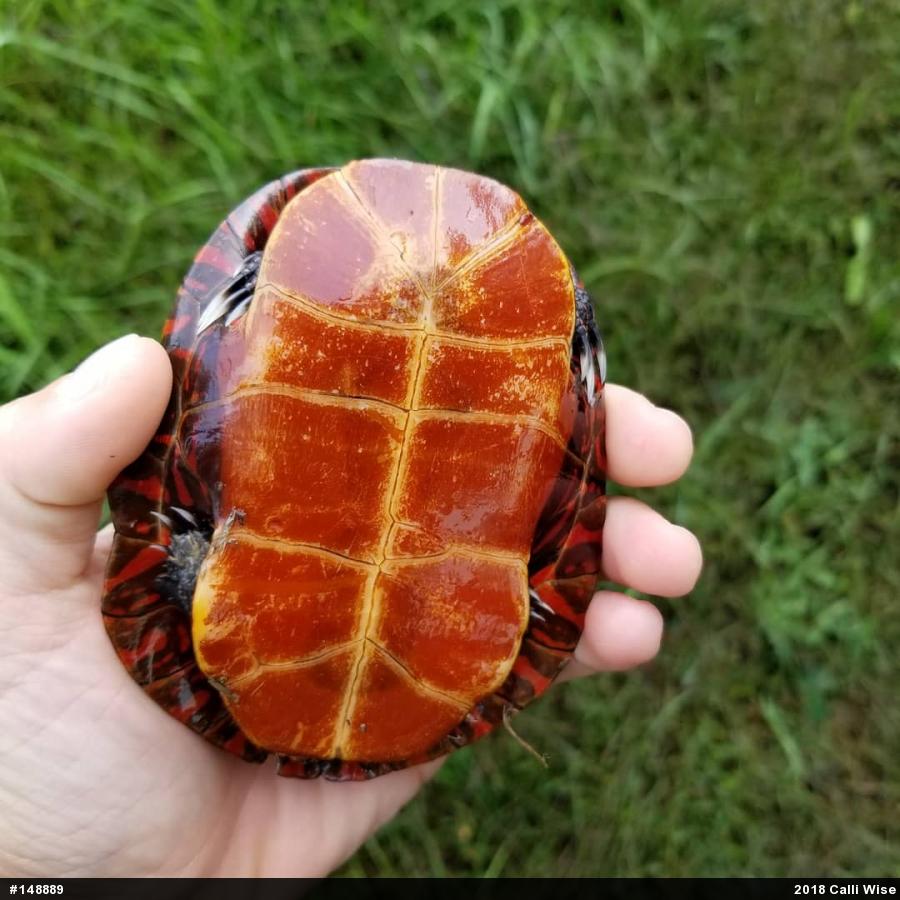 Painted Turtle
