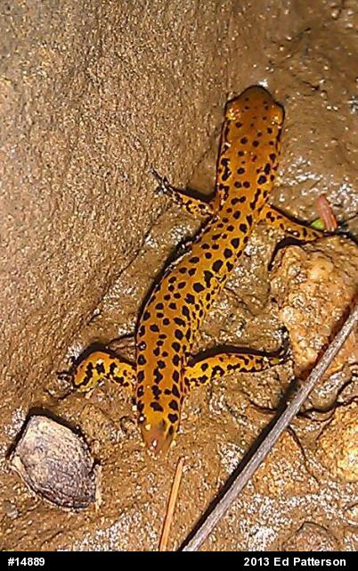 Eastern Long-tailed Salamander