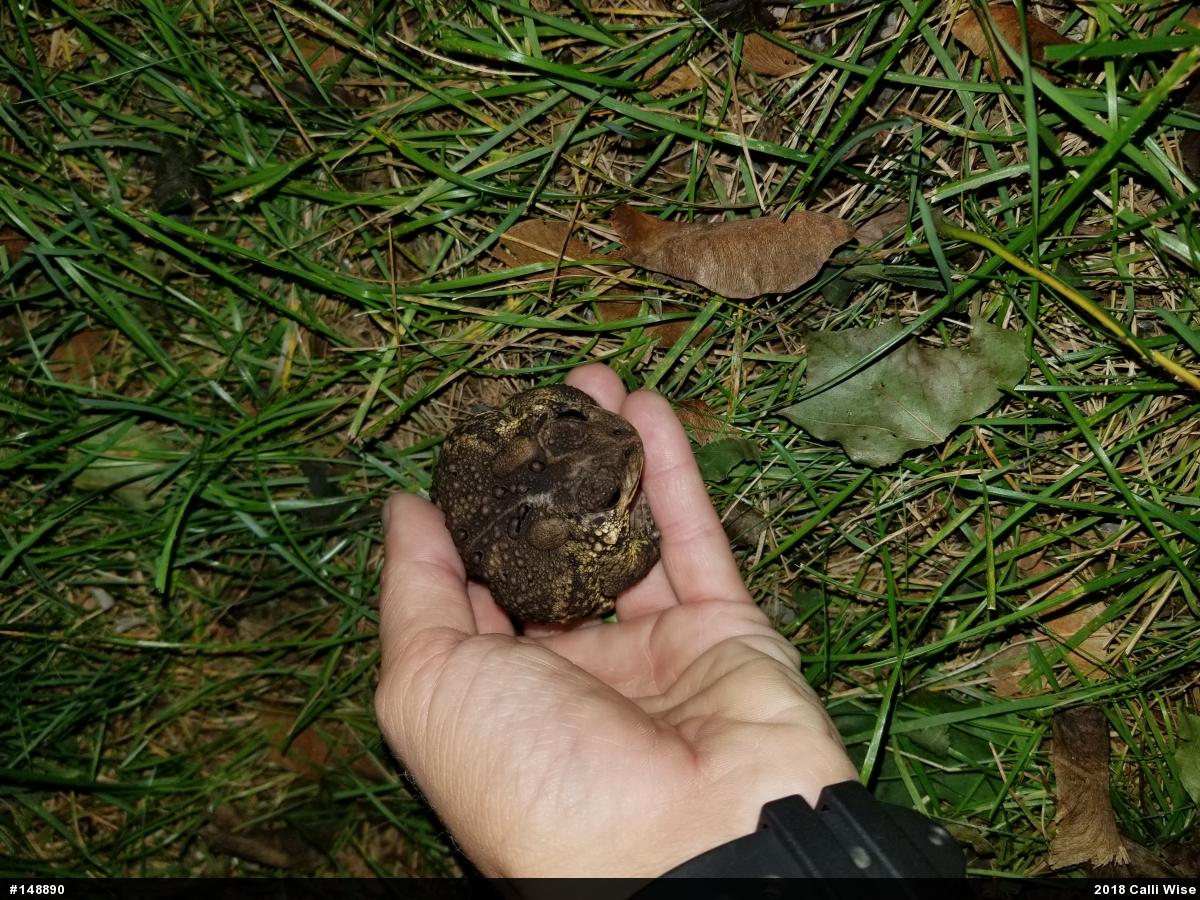 Eastern American Toad
