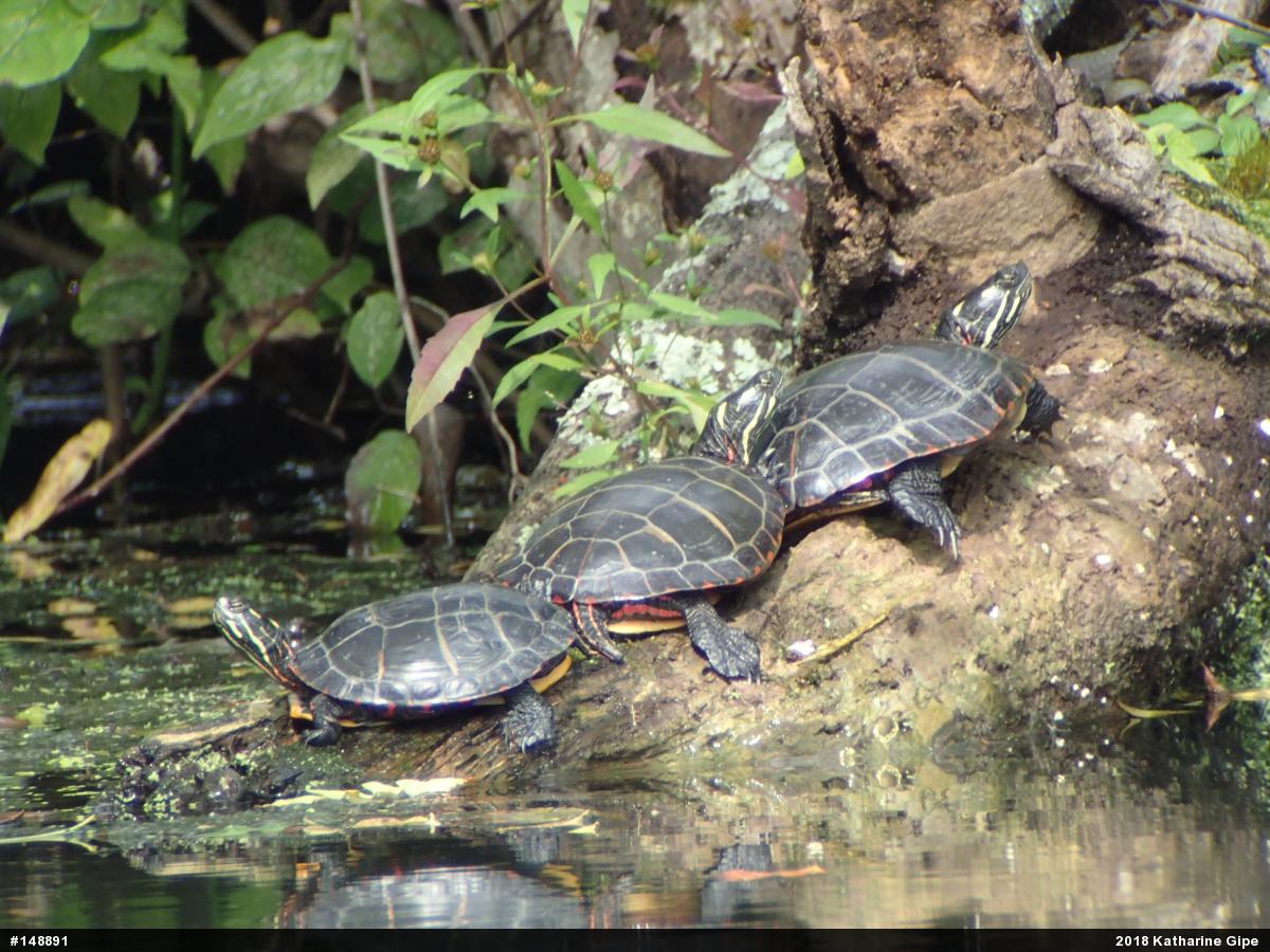 Eastern Painted Turtle