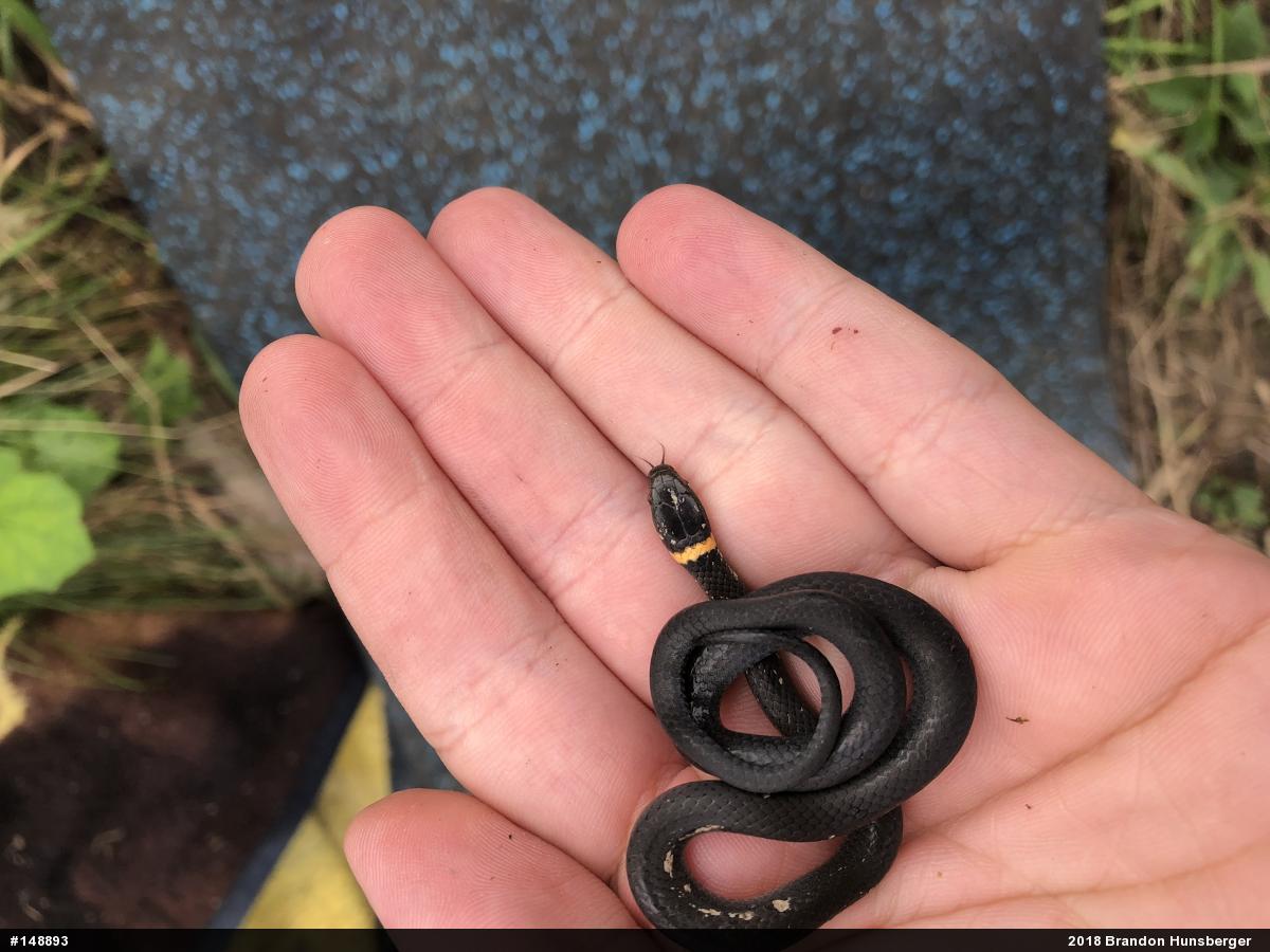 Northern Ring-necked Snake
