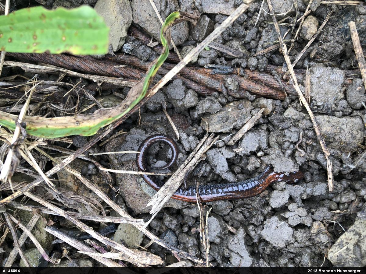 Eastern Red-backed  Salamander