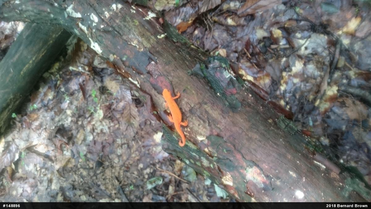 Red-spotted Newt