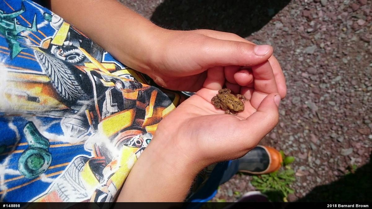 Eastern American Toad