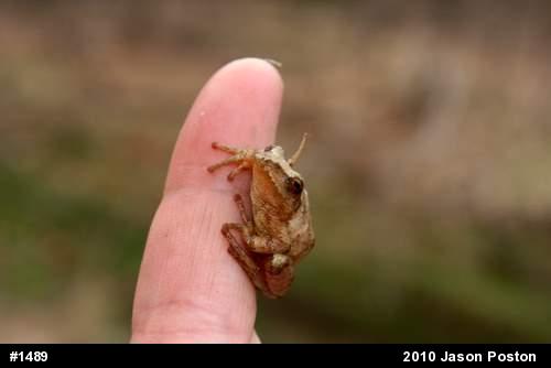 Spring Peeper