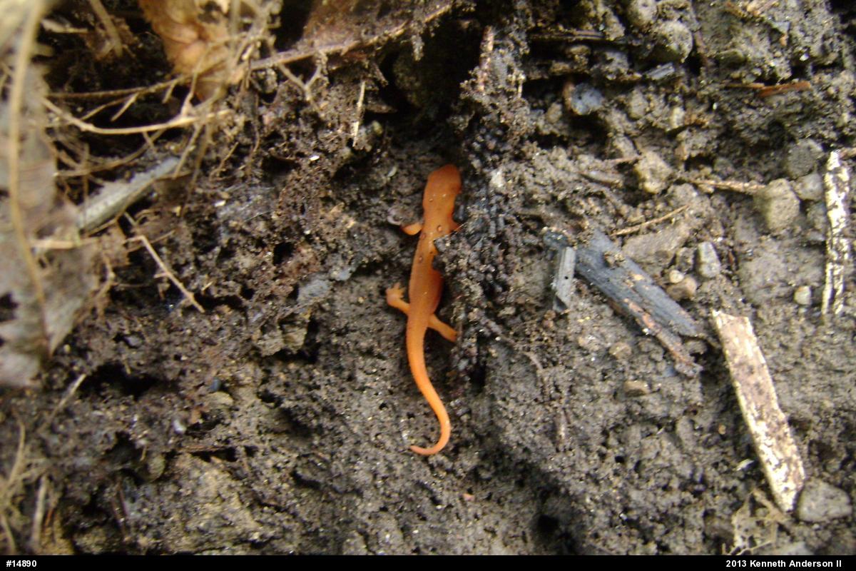 Red-spotted Newt