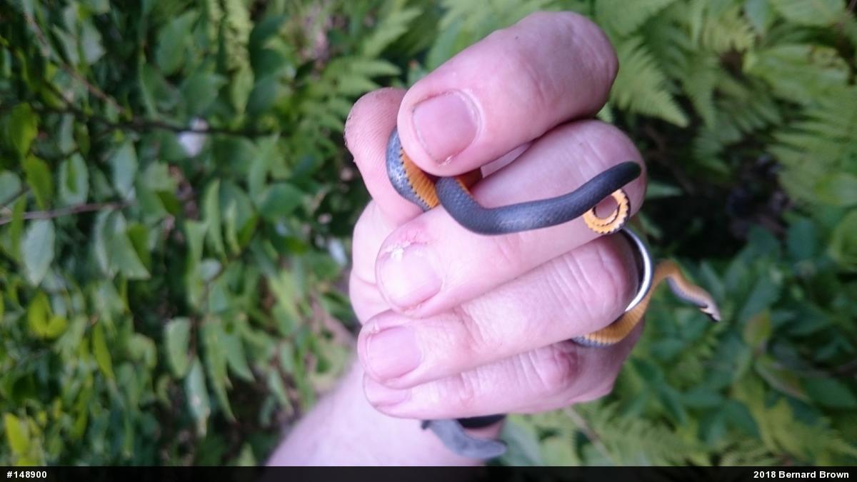 Northern Ring-necked Snake