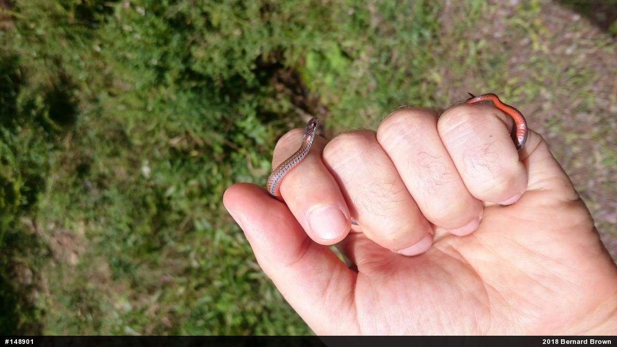 Red-bellied Snake