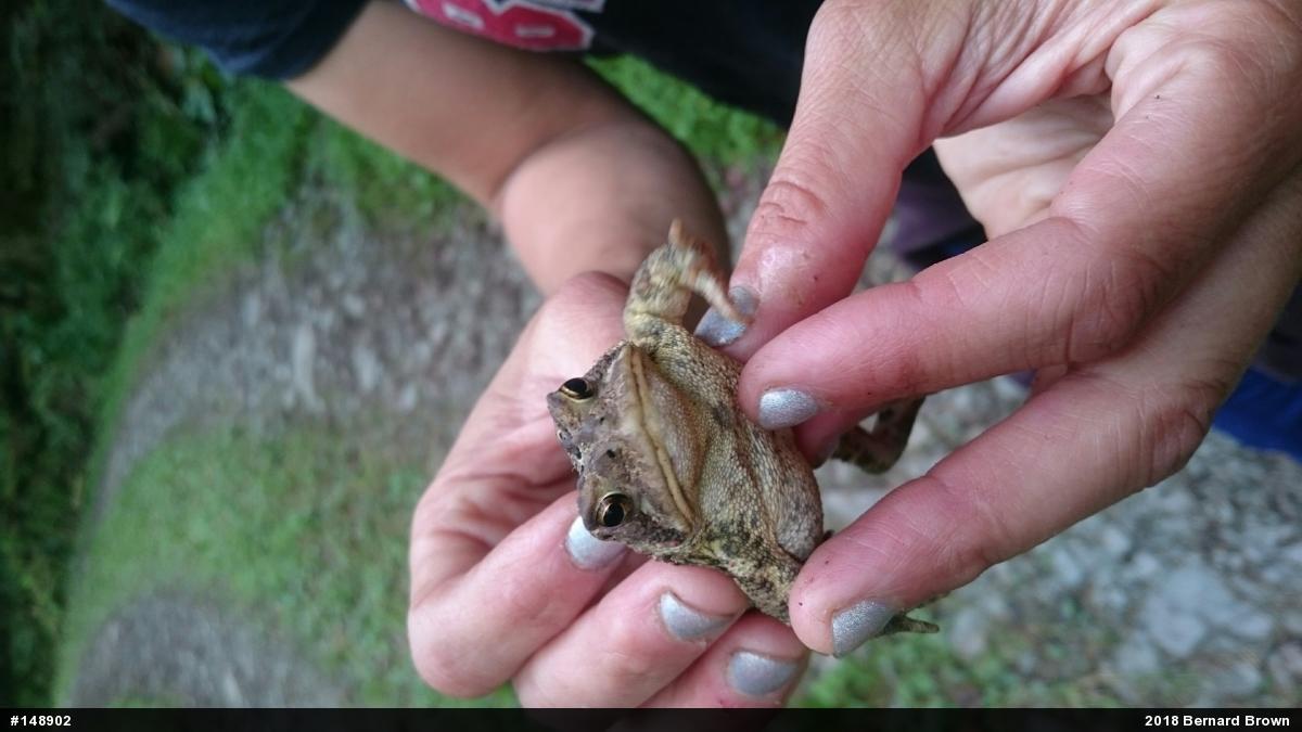 Eastern American Toad