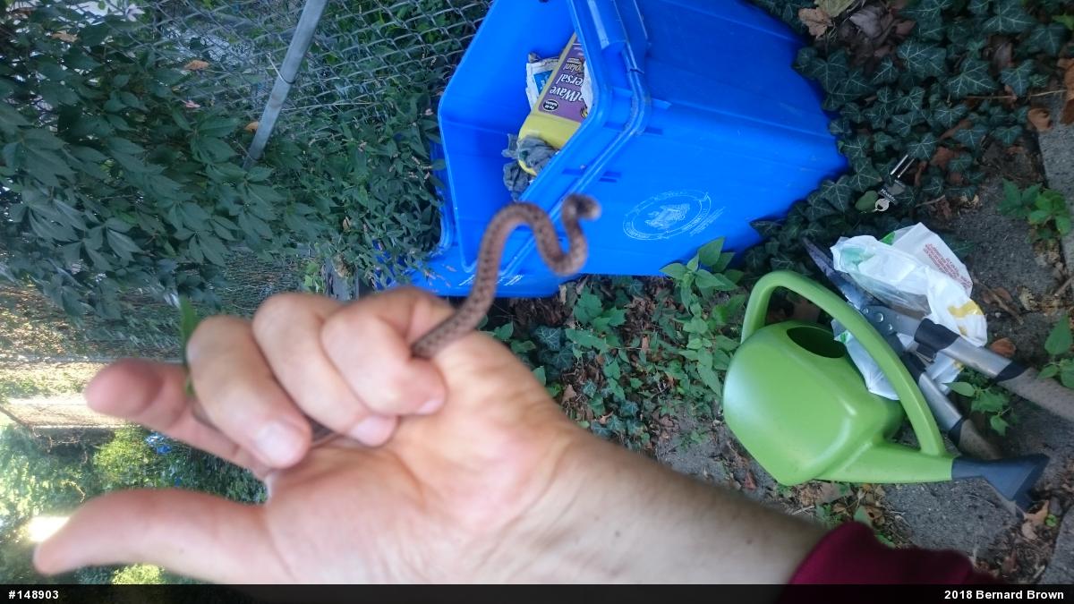 Dekay's Brownsnake