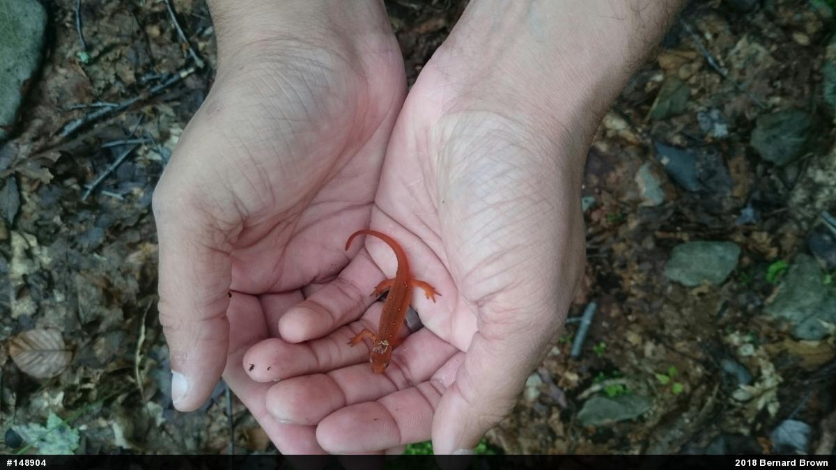 Red-spotted Newt