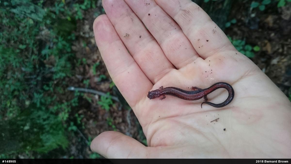 Eastern Red-backed  Salamander