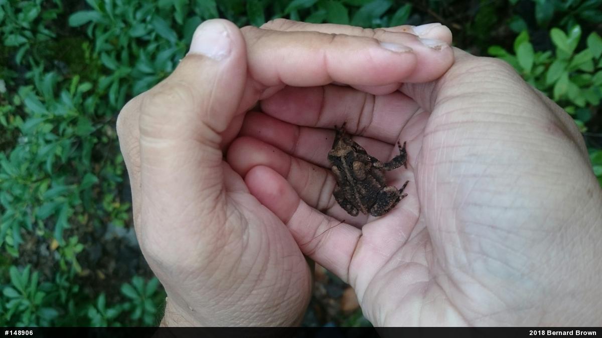 Eastern American Toad