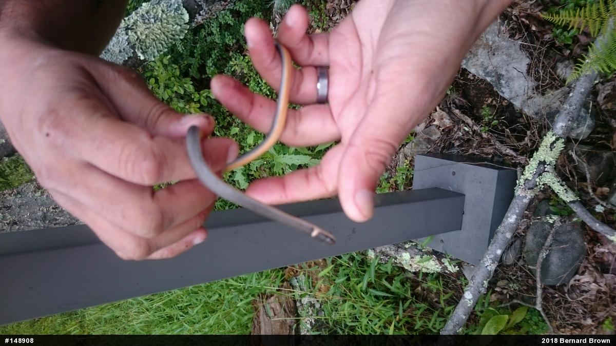 Northern Ring-necked Snake