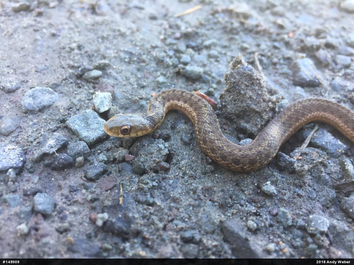 Eastern Gartersnake