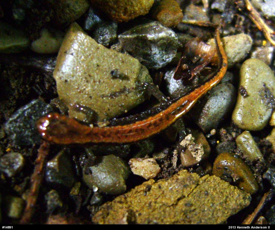 Allegheny Mountain Dusky Salamander