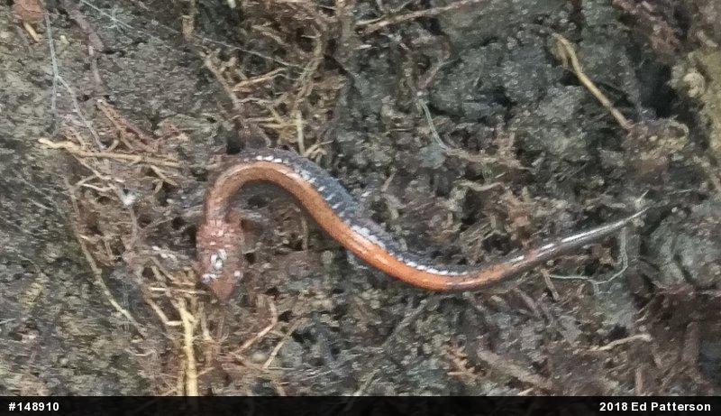 Eastern Red-backed  Salamander