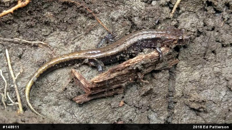 Allegheny Mountain Dusky Salamander