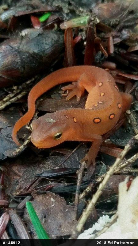 Red-spotted Newt