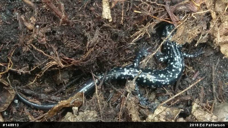 Northern Slimy Salamander