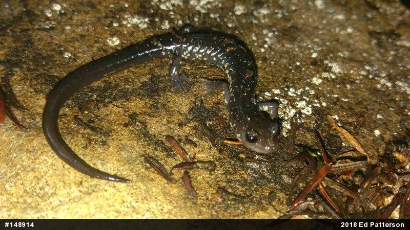 Wehrle's Salamander