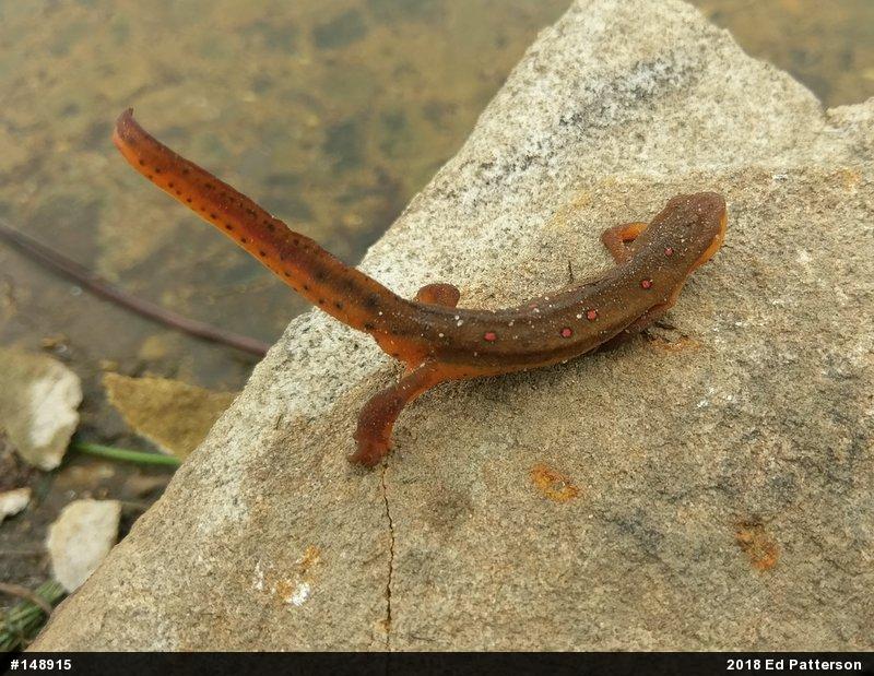 Red-spotted Newt