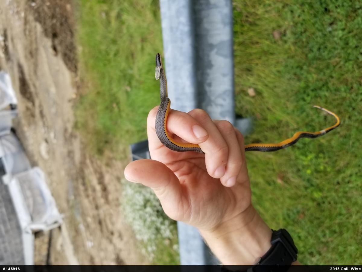 Northern Ring-necked Snake