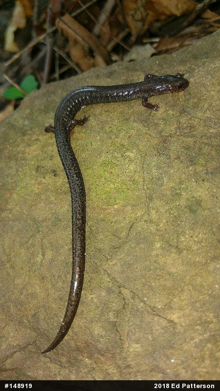 Valley And Ridge Salamander