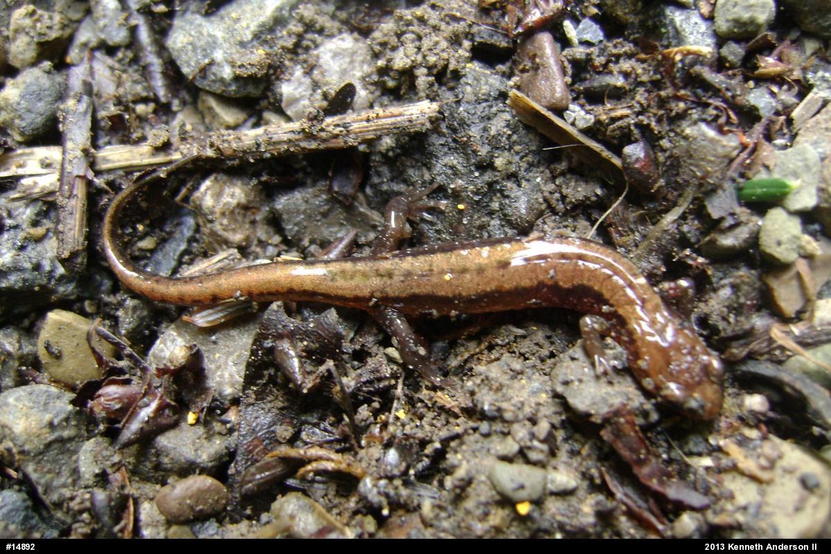 Allegheny Mountain Dusky Salamander