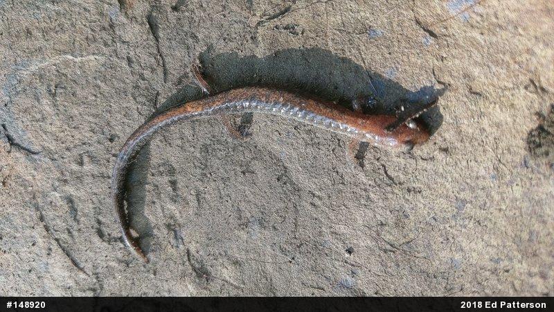 Eastern Red-backed  Salamander