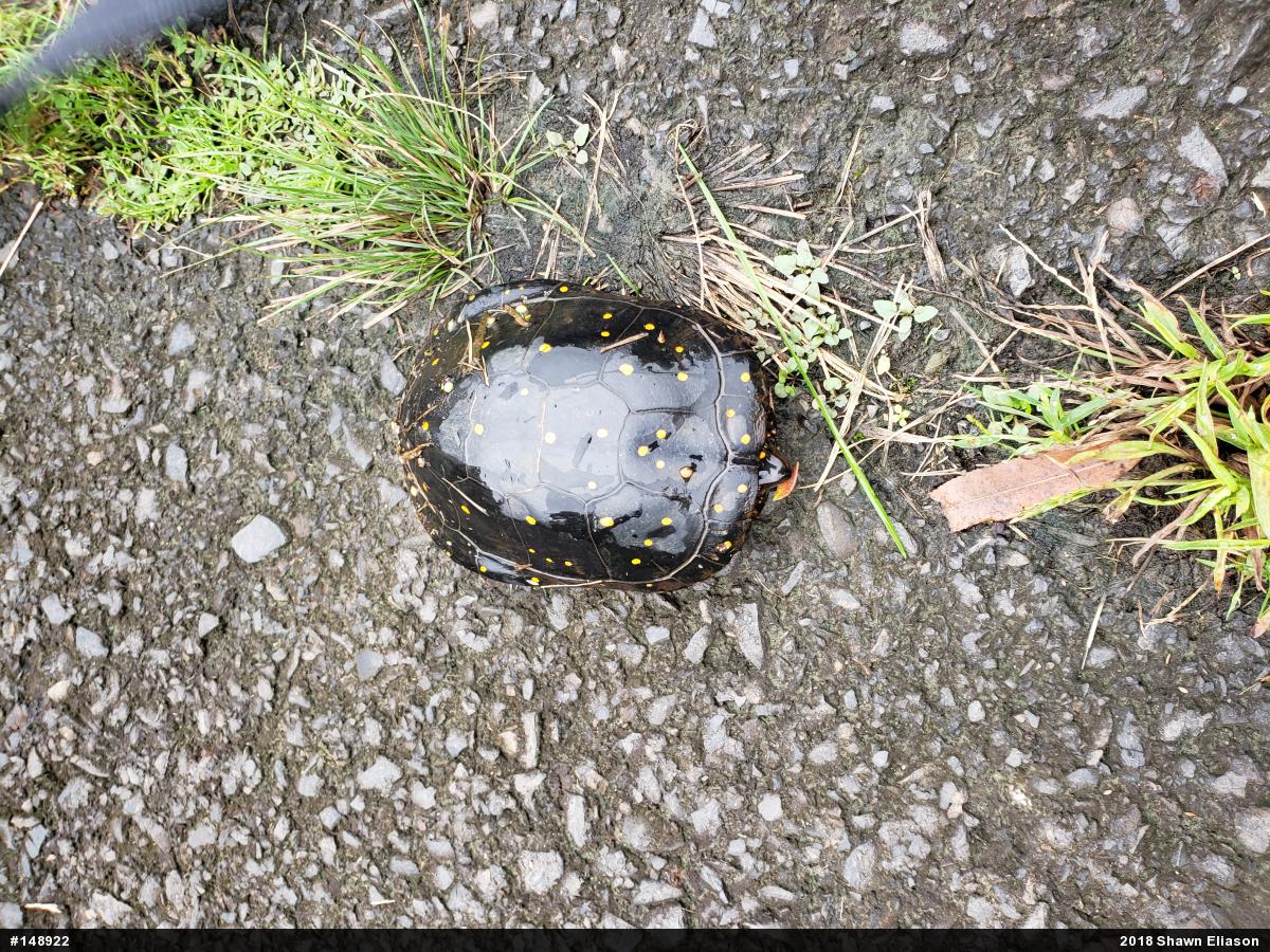 Spotted Turtle