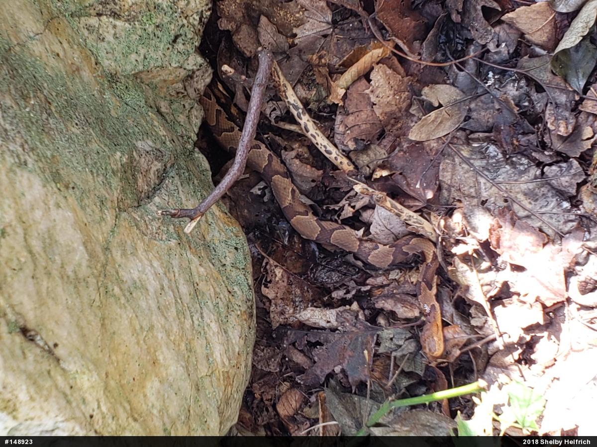 Northern Copperhead