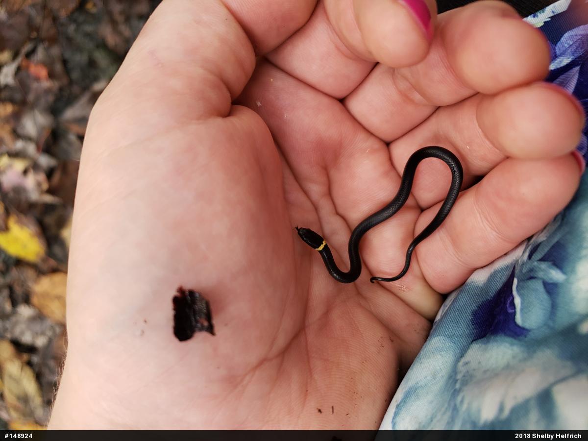 Northern Ring-necked Snake