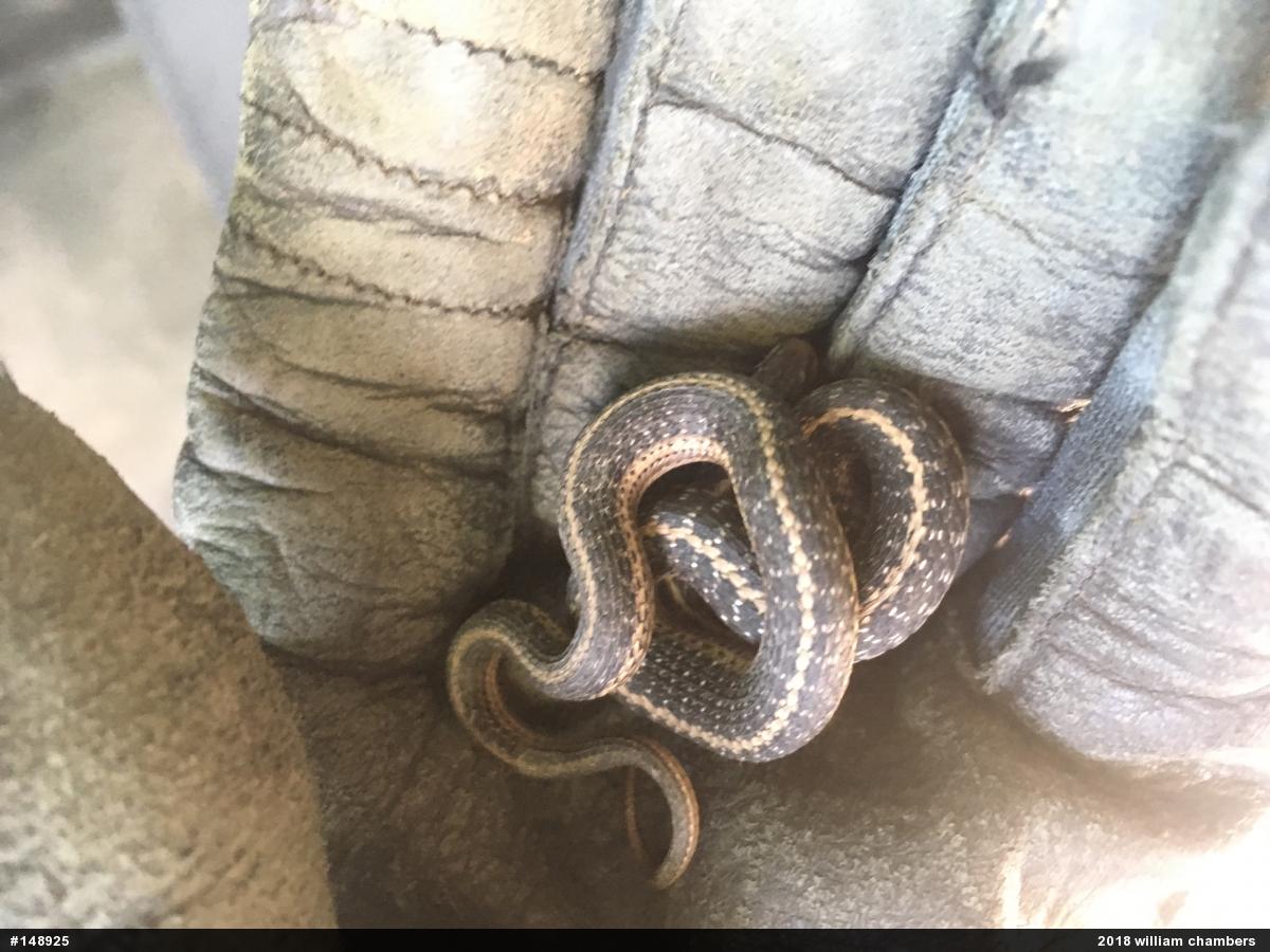 Eastern Gartersnake