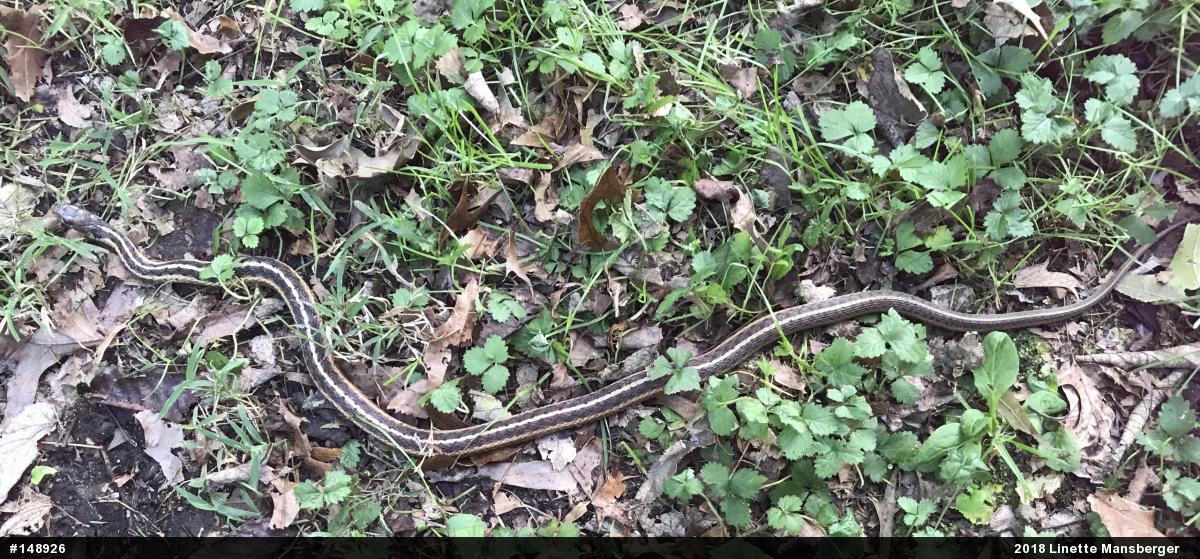Eastern Gartersnake