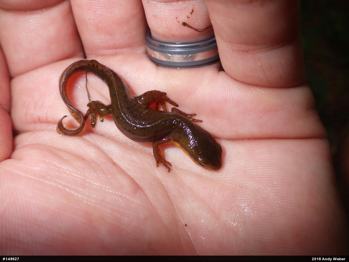 Red-spotted Newt