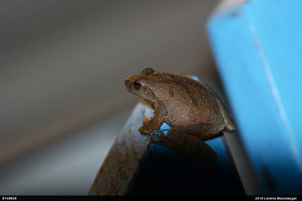 Spring Peeper