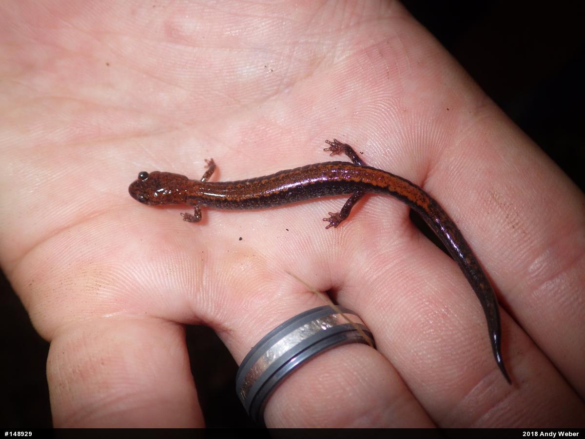 Eastern Red-backed  Salamander