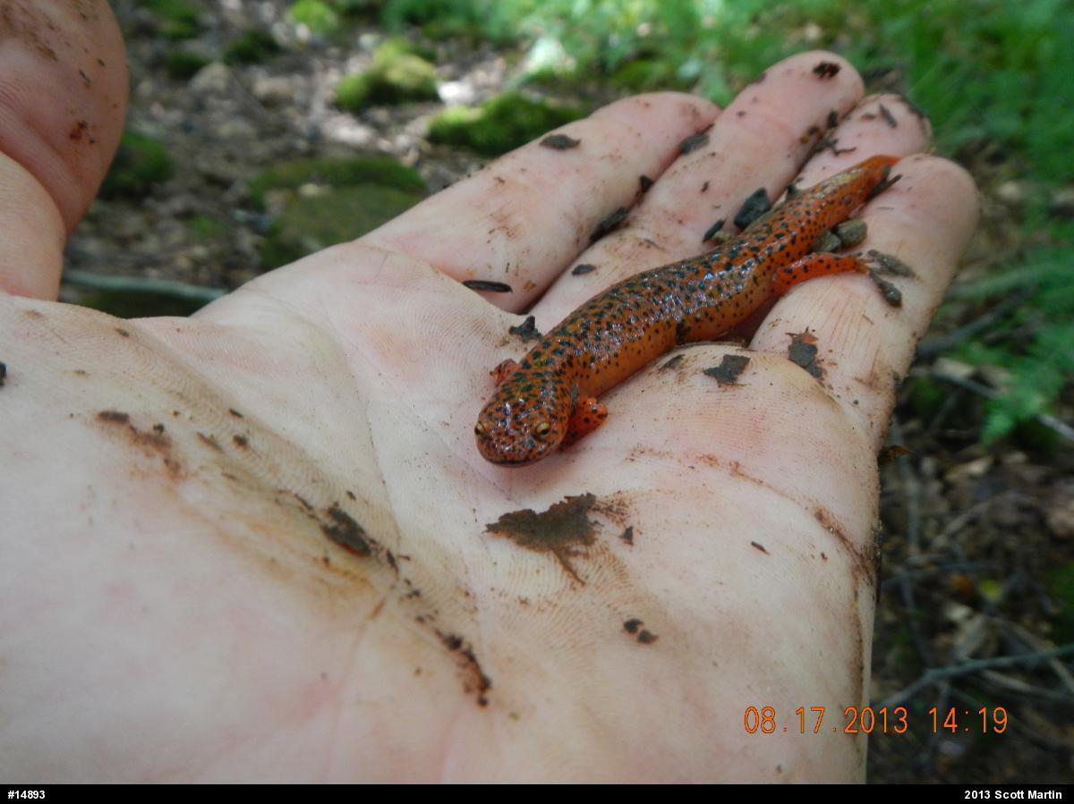 Northern Red Salamander