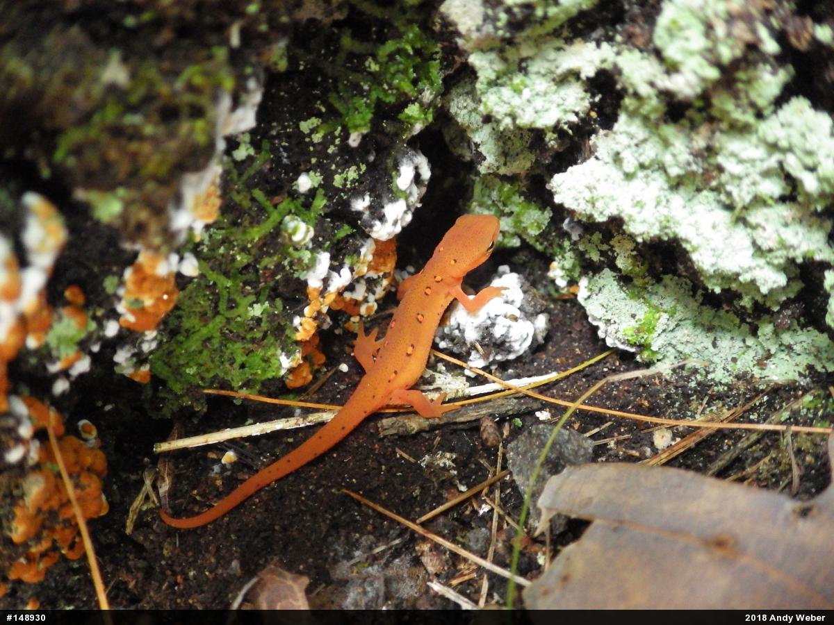Red-spotted Newt