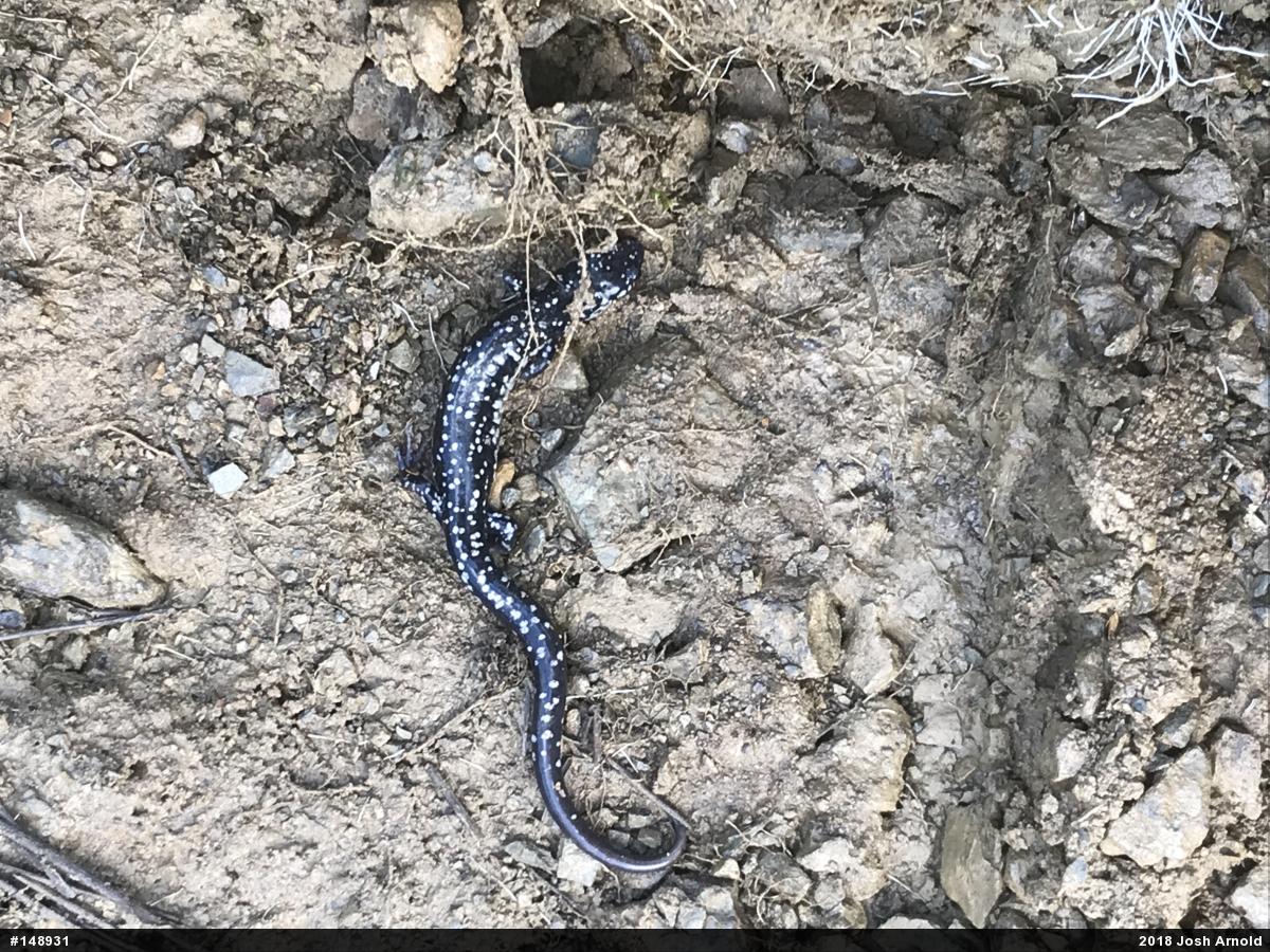 Northern Slimy Salamander