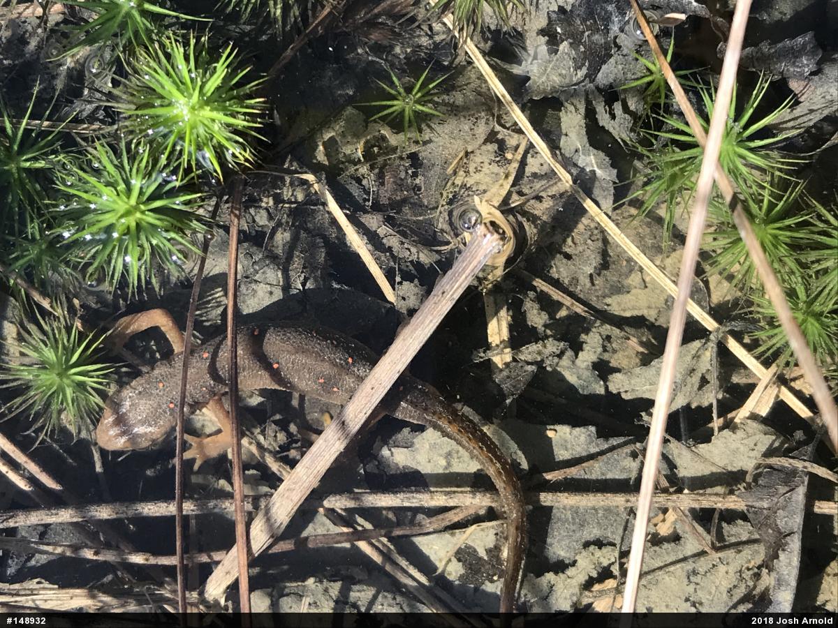 Red-spotted Newt