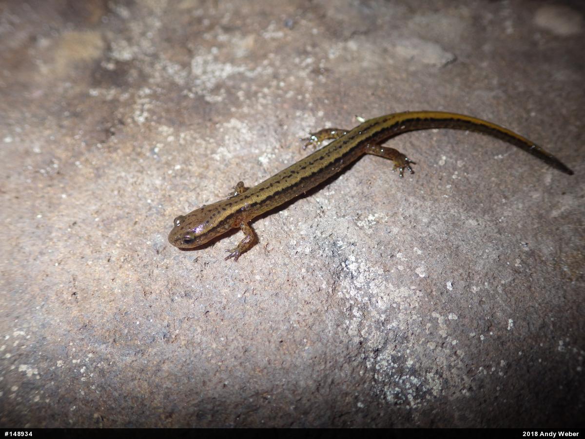 Northern Two-lined Salamander