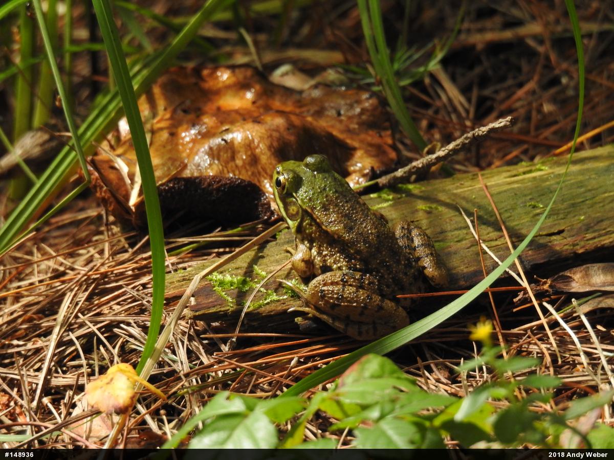 Green Frog