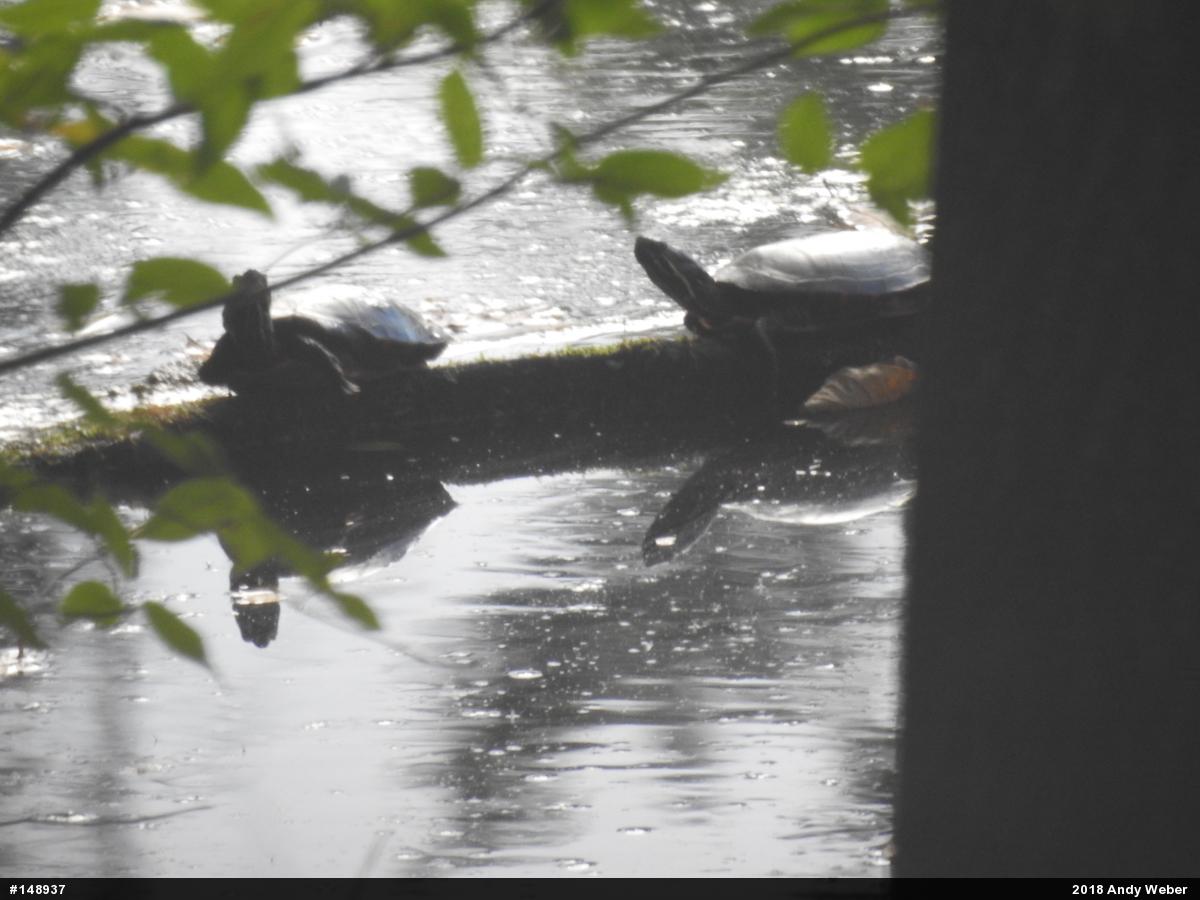 Painted Turtle