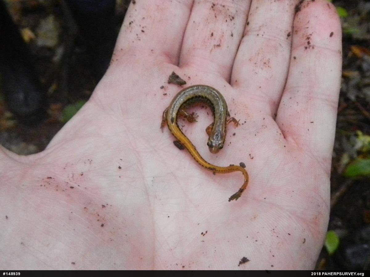 Northern Two-lined Salamander