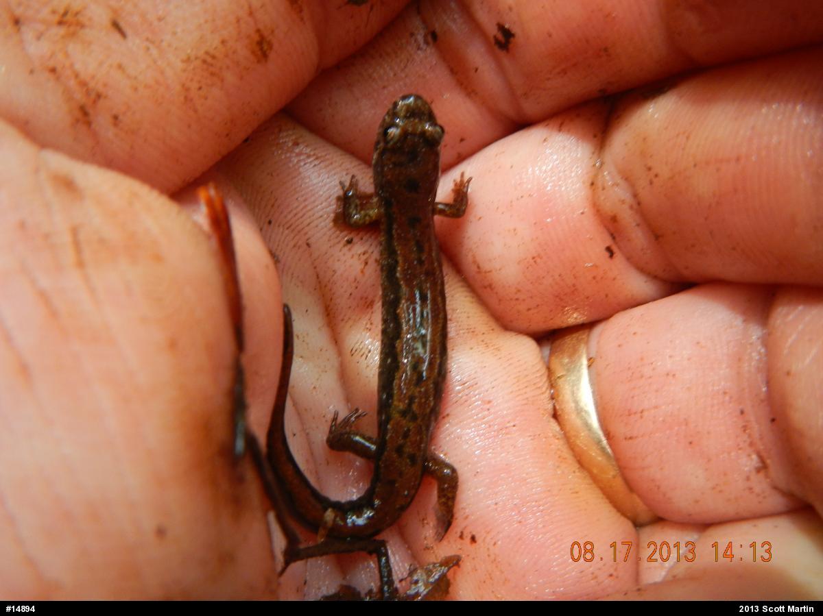 Northern Dusky Salamander