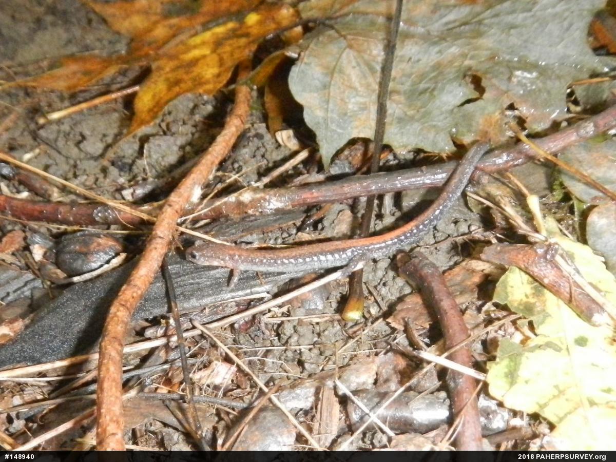 Eastern Red-backed  Salamander