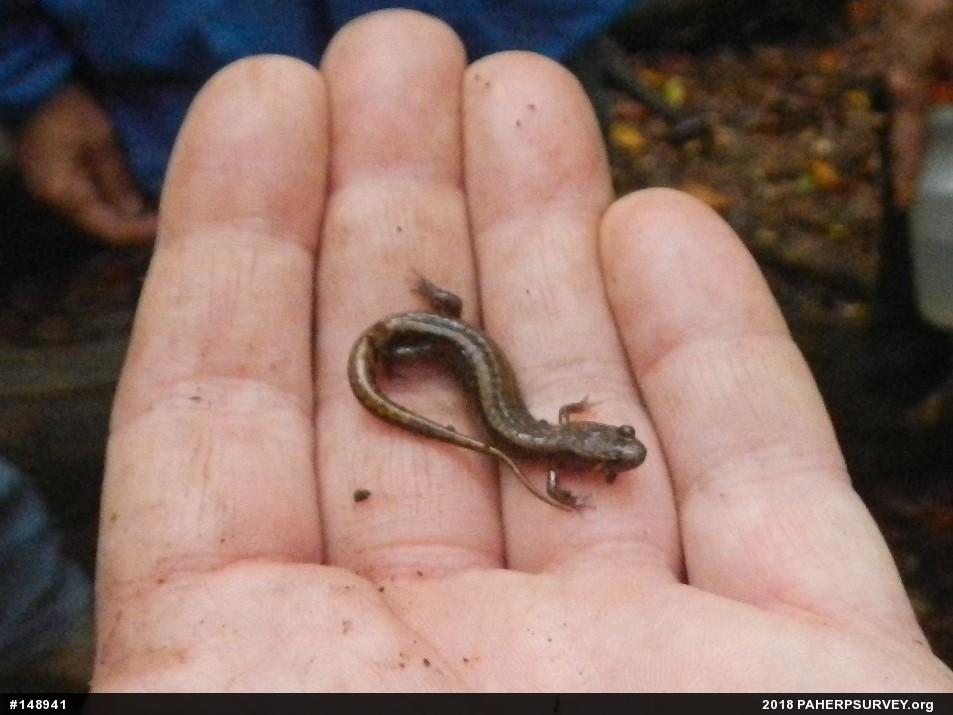 Allegheny Mountain Dusky Salamander